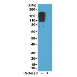 IgG2c Antibody (RM223), Biotin, Novus Biologicals 50&mu;g:Antibodies, Monoclonal