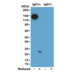 Kappa Light Chain Antibody (RM103), Biotin, Novus Biologicals 50&mu;g:Antibodies,