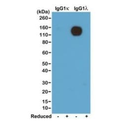 Lambda Light Chain Antibody (RM110), Biotin, Novus Biologicals 50&mu;g:Antibodies,