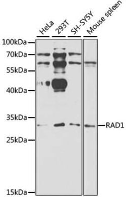 Rad1 Antibody - BSA Free, Novus Biologicals:Antibodies:Primary Antibodies