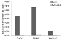 Rad21 Rabbit anti-Human, Mouse, Rat, Clone: 9H0H6, Novus Biologicals:Antibodies:Primary