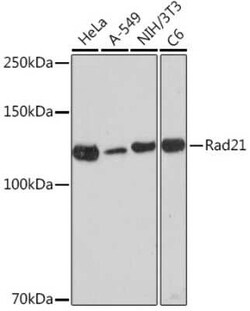 Rad21 Rabbit anti-Human, Mouse, Rat, Clone: 9H0H6, Novus Biologicals:Antibodies:Primary