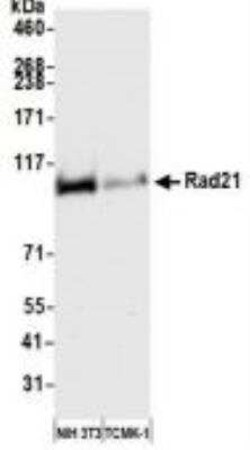 Rad21 Antibody (BLR052F), Novus Biologicals 100 &mu;g | Buy Online | Novus Biologicals | Fisher Scientific