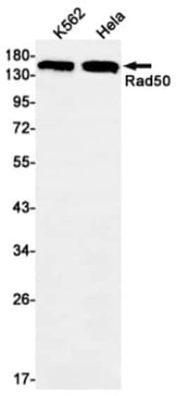 Rad50 Antibody (S05-5H6), Novus Biologicals 50 &mu;g; Unconjugated:Antibodies,