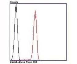 Rad51 Rabbit anti-Human, Mouse, Rat, Clone: JM54-26, Novus Biologicals