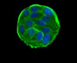 Rad51 Rabbit anti-Human, Mouse, Rat, Clone: JM54-26, Novus Biologicals