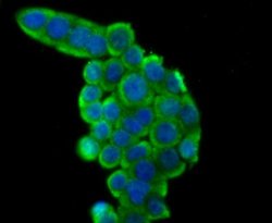 Rad51 Rabbit anti-Human, Mouse, Rat, Clone: JM54-26, Novus Biologicals