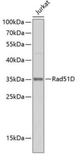 Rad51D Antibody - BSA Free, Novus Biologicals 0.1 mL, Unconjugated:Antibodies,