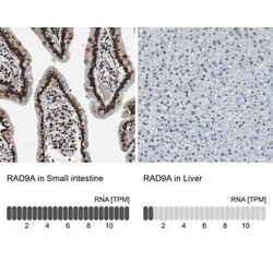 Rad9 Antibody, Novus Biologicals:Antibodies:Primary Antibodies