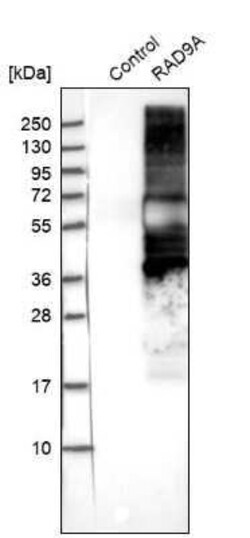 Rad9 Antibody, Novus Biologicals:Antibodies:Primary Antibodies