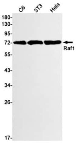 Raf-1 Rabbit anti-Human, Clone: S05-9B1, Novus Biologicals 25 &mu;g | Buy Online | Novus Biologicals | Fisher Scientific