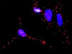 Raf-1 Antibody (1H4), Novus Biologicals 0.1 mg | Buy Online | Novus Biologicals | Fisher Scientific