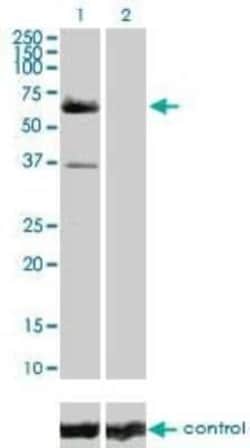 Raf-1 Antibody (1H4), Novus Biologicals 0.1 mg | Buy Online | Novus Biologicals | Fisher Scientific