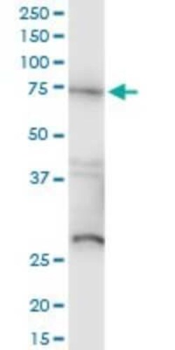Raf-1 Antibody (1H4), Novus Biologicals 0.1 mg | Buy Online | Novus Biologicals | Fisher Scientific