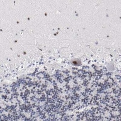 Raf-1 Antibody, Novus Biologicals 0.1 mL | Buy Online | Novus Biologicals | Fisher Scientific