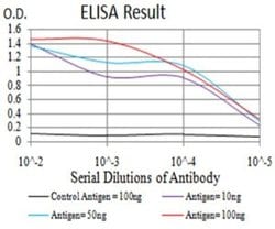 Ran Antibody (8D1A6) - BSA Free, Novus Biologicals:Antibodies:Primary Antibodies