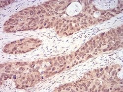 Ran Antibody (8D1A6) - BSA Free, Novus Biologicals:Antibodies:Primary Antibodies