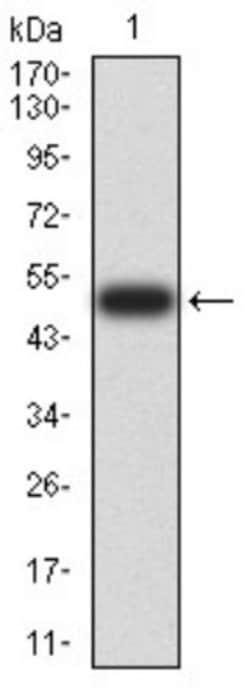 Ran Antibody (8D1A6) - BSA Free, Novus Biologicals:Antibodies:Primary Antibodies