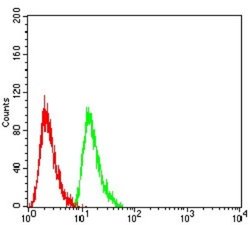 Ran Antibody (8D1H12) - BSA Free, Novus Biologicals 0.1 mL | Buy Online | Novus Biologicals | Fisher Scientific
