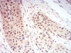 Ran Antibody (8D1H12) - BSA Free, Novus Biologicals 0.1 mL | Buy Online | Novus Biologicals | Fisher Scientific