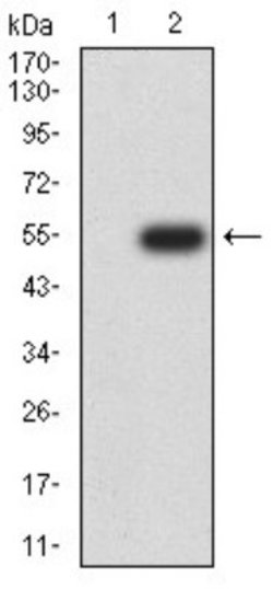 Ran Antibody (8D1H12) - BSA Free, Novus Biologicals 0.1 mL | Buy Online | Novus Biologicals | Fisher Scientific