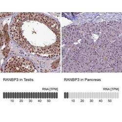 RanBP3 Antibody, Novus Biologicals:Antibodies:Primary Antibodies