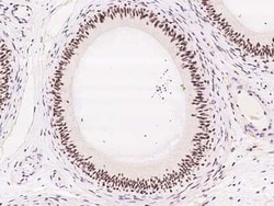 RanBP3 Antibody, Novus Biologicals:Antibodies:Primary Antibodies