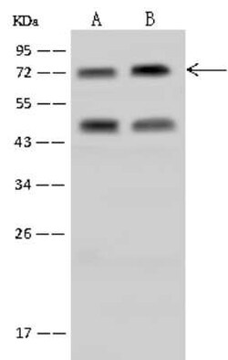 RanBP3 Antibody, Novus Biologicals:Antibodies:Primary Antibodies
