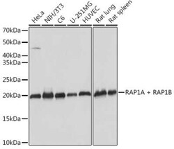 Rap1A/B Rabbit anti-Human, Mouse, Rat, Clone: 6C7G0, Novus Biologicals 100 &mu;g | Buy Online | Novus Biologicals | Fisher Scientific