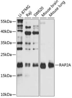 Rap2A Antibody - BSA Free, Novus Biologicals:Antibodies:Primary Antibodies