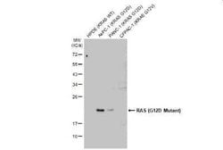 Ras Antibody (HL10) - G12D Mutant, Novus Biologicals 100 &mu;g | Buy Online | Novus Biologicals | Fisher Scientific