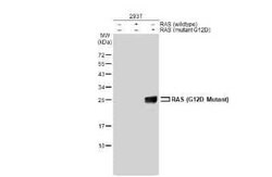 Ras Antibody (HL10) - G12D Mutant, Novus Biologicals 100 &mu;g | Buy Online | Novus Biologicals | Fisher Scientific