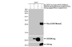 Ras Antibody (HL169) - G12V Mutant, Novus Biologicals 100 &mu;g | Buy Online | Novus Biologicals | Fisher Scientific