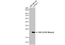 Ras Antibody (HL169) - G12V Mutant, Novus Biologicals 100 &mu;g | Buy Online | Novus Biologicals | Fisher Scientific