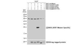 Ras Antibody - A59T Mutant, Novus Biologicals 100 &mu;g | Buy Online | Bio-Techne | Fisher Scientific