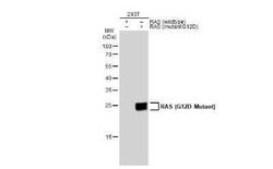 Ras Antibody - G12D Mutant, Novus Biologicals 100 &mu;g | Buy Online | Bio-Techne | Fisher Scientific