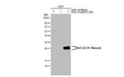 Ras Antibody - G13D Mutant, Novus Biologicals 100 &mu;g | Buy Online | Novus Biologicals | Fisher Scientific