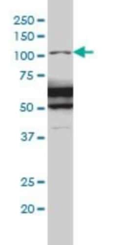 Ras-GAP Antibody (2C12), Novus Biologicals 0.1 mg, Unconjugated:Antibodies,
