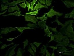 Ras-GAP Antibody (3D4), Novus Biologicals 0.1 mg | Buy Online | Novus Biologicals | Fisher Scientific