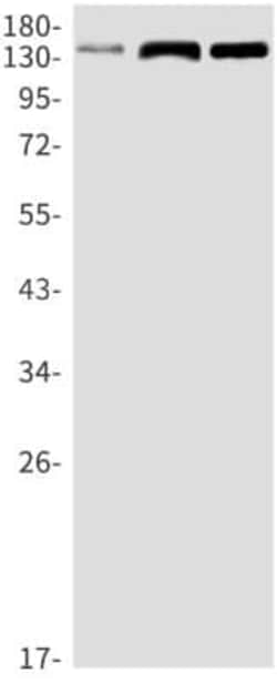 Ras-GAP Antibody (S01-1D7), Novus Biologicals:Anticuerpos:Anticuerpos primarios