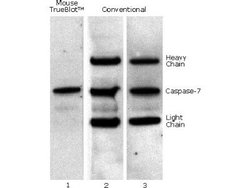 Rat Pure-Blot anti-Mouse IgG (H+L) Secondary Antibody (eB144), HRP, Novus