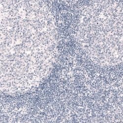 Reelin Antibody (CL5324), Novus Biologicals:Antibodies:Primary Antibodies