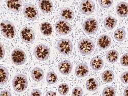 Reg4 Rabbit anti-Human, Clone: 244, Novus Biologicals 100 &mu;g; Unconjugated:Antibodies,