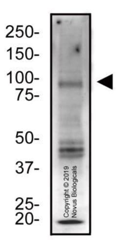 Regulatory protein GAL4 Antibody - BSA Free, Novus Biologicals Regulatory