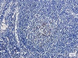 Relaxin-2 Rabbit anti-Human, Mouse, Rat, Clone: S05-7A5, Novus Biologicals