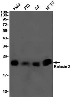 Relaxin-2 Rabbit anti-Human, Mouse, Rat, Clone: S05-7A5, Novus Biologicals