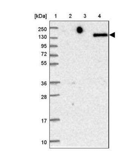 DEC-205/CD205 Antibody, Novus Biologicals:Antibodies:Primary Antibodies