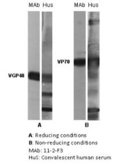 Respiratory Syncytial Virus Glycoprotein F Antibody (11-2-F3) - BSA Free, Novus Biologicals 0.1 mL | Buy Online | Novus Biologicals | Fisher Scientific
