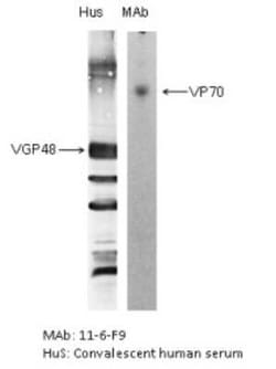 Respiratory Syncytial Virus Glycoprotein F Antibody (11-6-F9) - BSA Free,