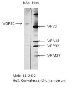 Respiratory Syncytial Virus Glycoprotein G Antibody (11-2-D2) - BSA Free,